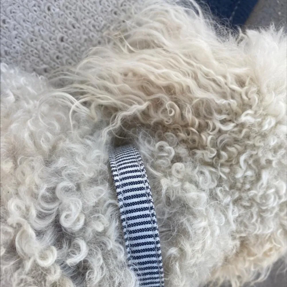 Boots + Barkley 🐾 Railroad Stripe Collar Size XS Cat Dog Buckle Closure